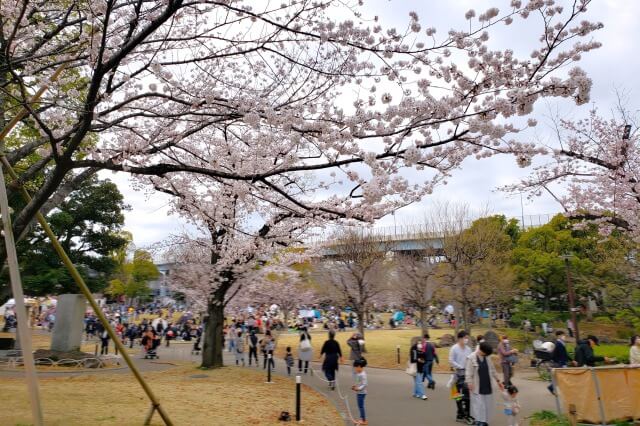 隅田公園の桜(花見)はどれくらい混雑するの？