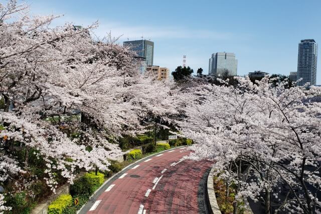 東京ミッドタウン(六本木)の桜(花見)｜テラスでランチもできます