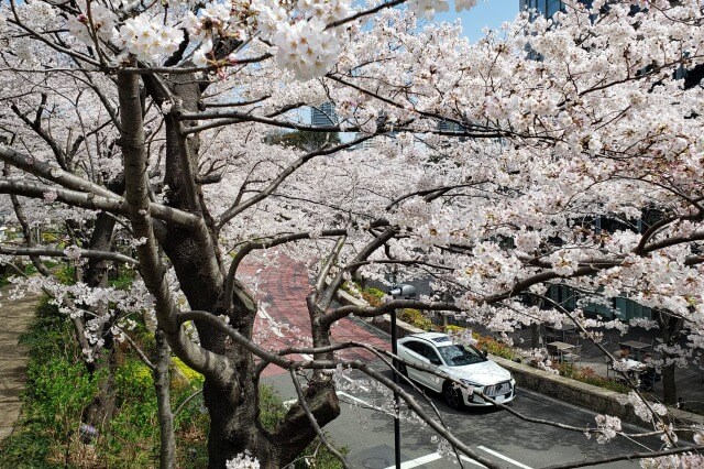 東京ミッドタウン(六本木)の桜(花見)