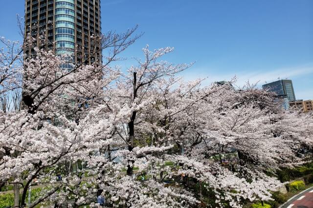 東京ミッドタウン(六本木)の桜の見頃と開花状況