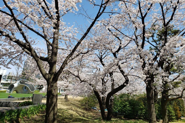 東京ミッドタウン(六本木)の桜の見どころ｜檜町公園