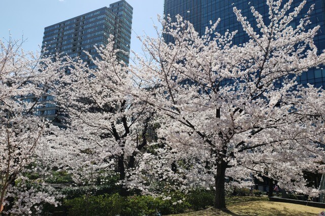 東京ミッドタウン(六本木)の桜の見どころ｜ミッドタウン・ガーデン