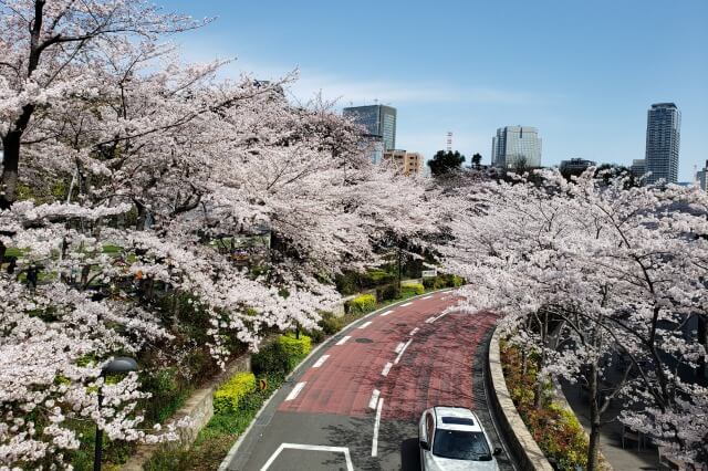 東京ミッドタウン(六本木)の桜の見どころ｜ガーデンアーチ