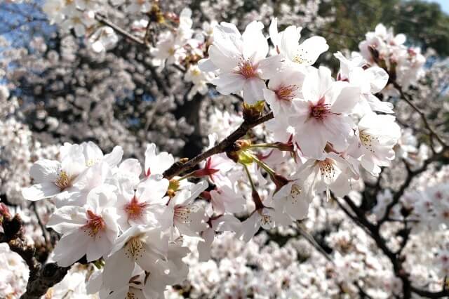 上野(恩賜)公園の桜の見頃と開花状況