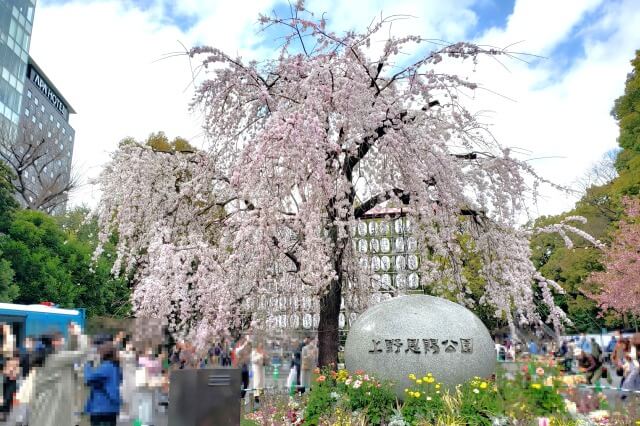 上野(恩賜)公園の桜まつりの様子｜公園入口周辺の桜