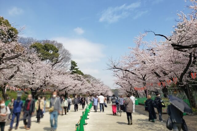 上野(恩賜)公園の桜まつりの様子｜桜通り周辺の桜