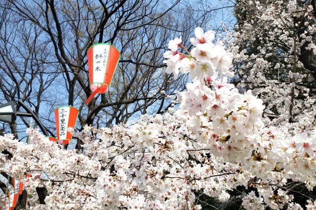 上野(恩賜)公園の桜まつりの様子｜桜通り周辺の桜