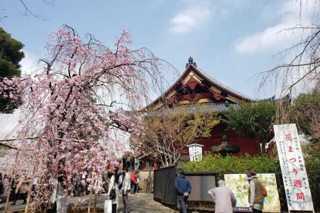 上野(恩賜)公園の桜まつりの様子｜清水観音堂周辺の桜