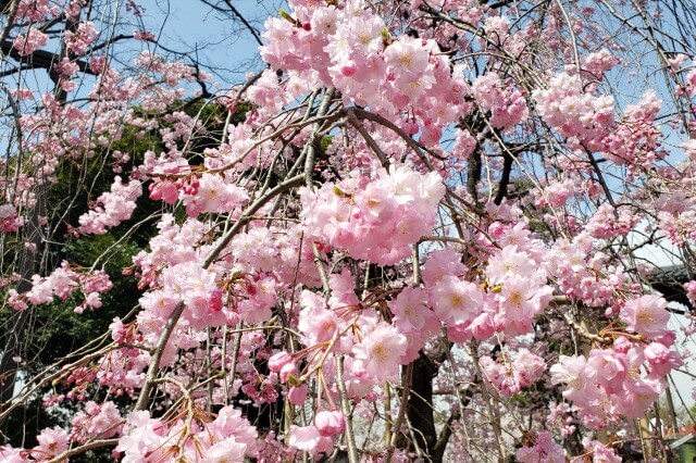 上野(恩賜)公園の桜まつりの様子｜清水観音堂周辺の桜