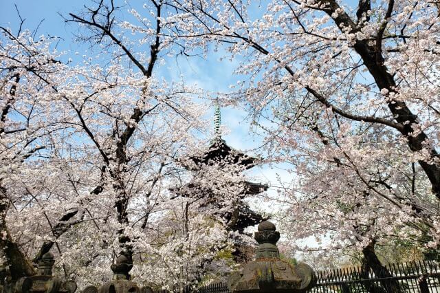 上野(恩賜)公園の桜まつりの様子｜上野東照宮周辺の桜