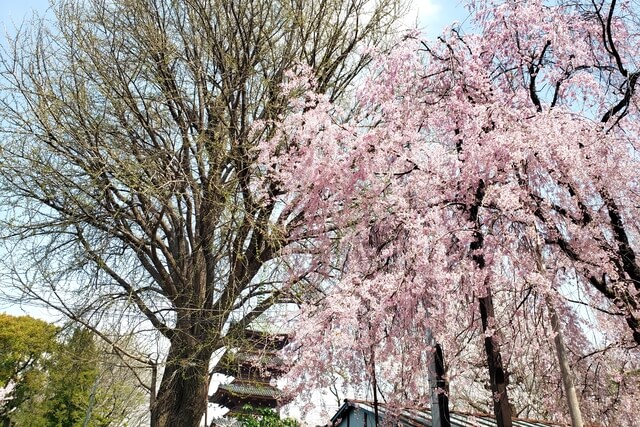 上野(恩賜)公園の桜まつりの様子｜上野東照宮周辺の桜