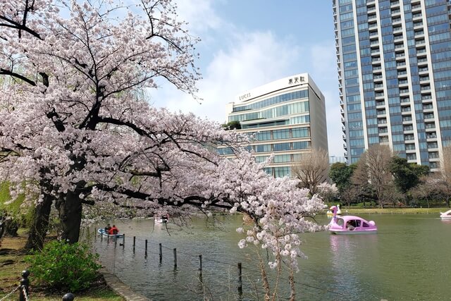 上野(恩賜)公園の桜まつりの様子｜不忍池（ボート池）周辺の桜
