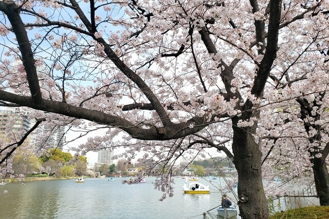 上野(恩賜)公園の桜まつりの様子｜不忍池（ボート池）周辺の桜