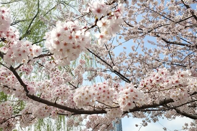上野(恩賜)公園の桜まつりの様子｜不忍池（蓮池）周辺の桜