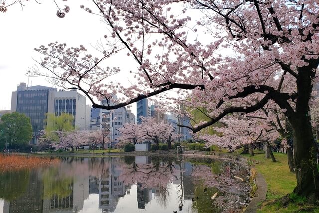 上野(恩賜)公園の桜まつりの様子｜不忍池（蓮池）周辺の桜