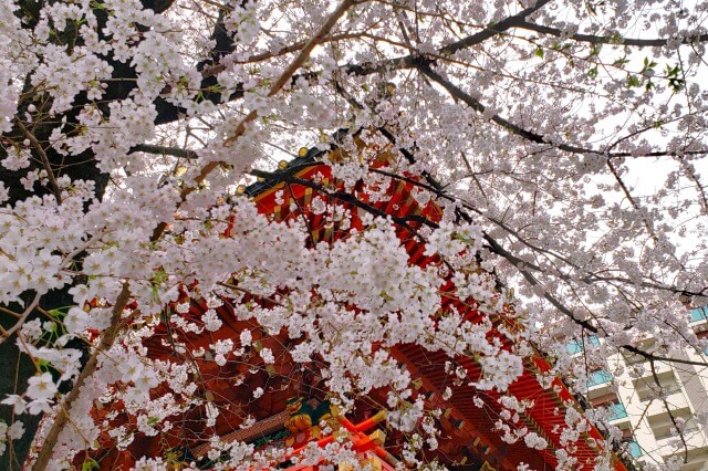 神田明神の桜の見頃と開花状況