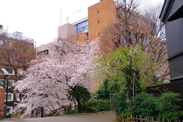 神田明神の桜の見どころ｜宮本公園