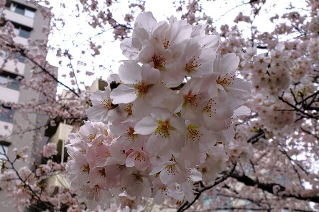 神田明神の桜の見どころ｜宮本公園