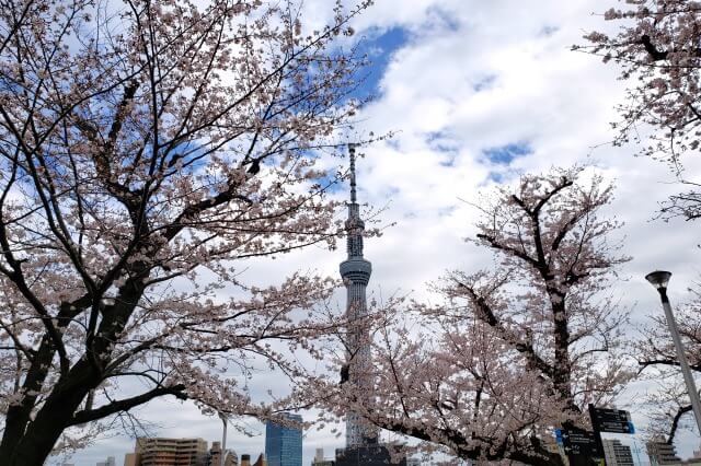 隅田公園の桜(花見)の見頃と見どころ