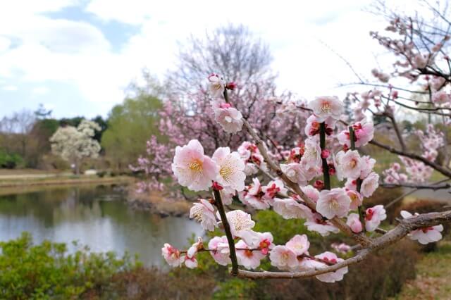 昭和記念公園の梅の見頃と開花状況