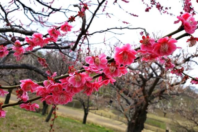 昭和記念公園の梅の見どころ②｜こもれびの里の梅の木