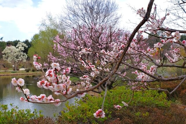 昭和記念公園の梅の見どころ③｜こもれびの池の梅林