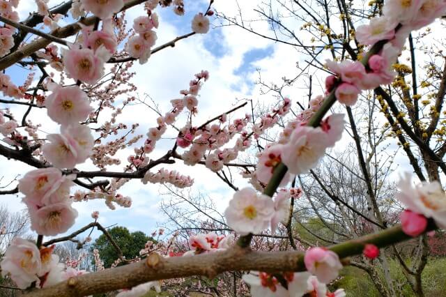 昭和記念公園の梅の見どころ③｜こもれびの池の梅林