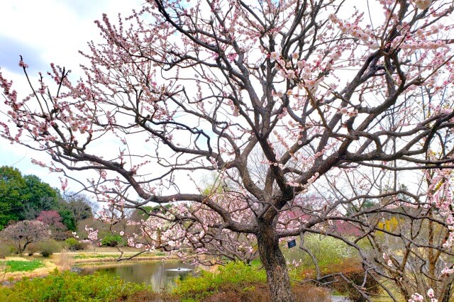 昭和記念公園の梅が綺麗なスポット・見頃・開花状況・梅まつりの情報