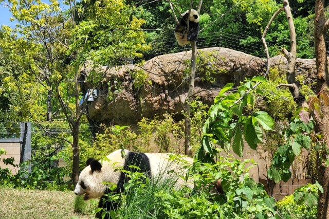 パンダのシャオシャオとレイレイの一般公開の様子