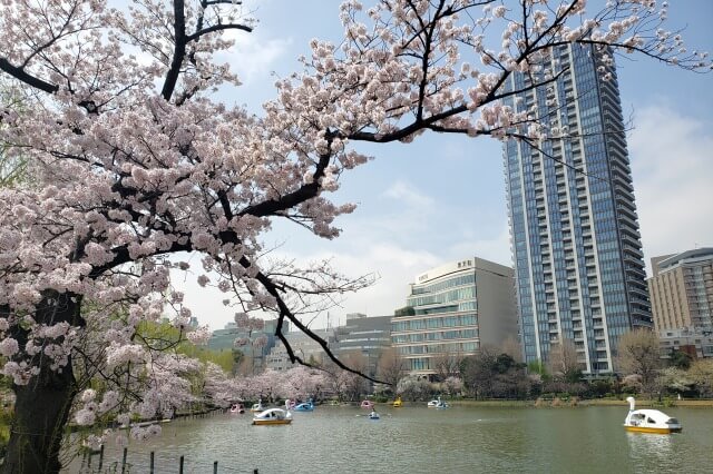 上野(恩賜)公園の桜(花見)の見頃と見どころ