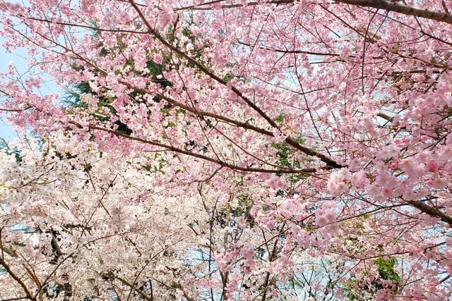 上野(恩賜)公園の桜の種類・本数・時期は？｜満開日の様子は？