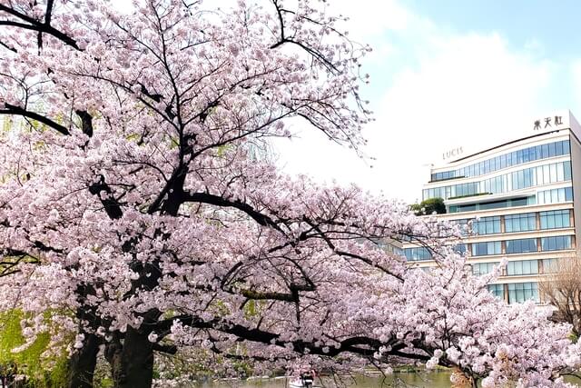 上野公園の桜の本数｜桜は何本あるの？