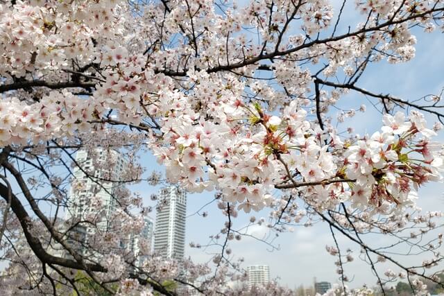 上野公園の桜の時期｜桜(花見)の時期はいつまで？