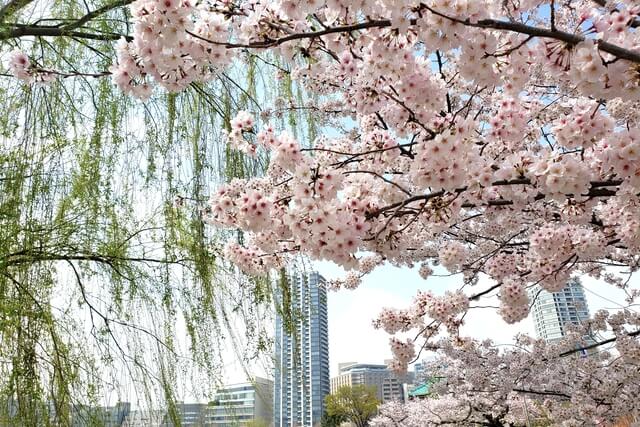 上野公園の桜の満開日の様子は？