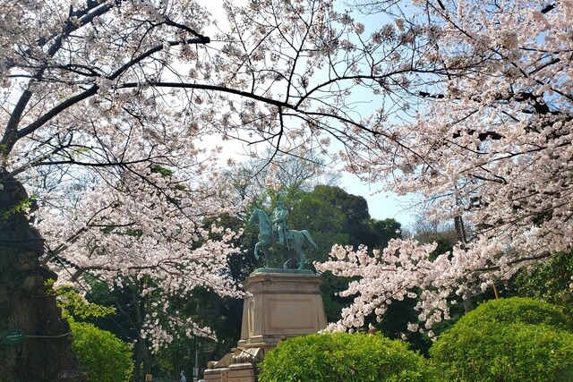上野公園の小松宮彰仁親王像近くのコマツオトメ原木(桜の原木)