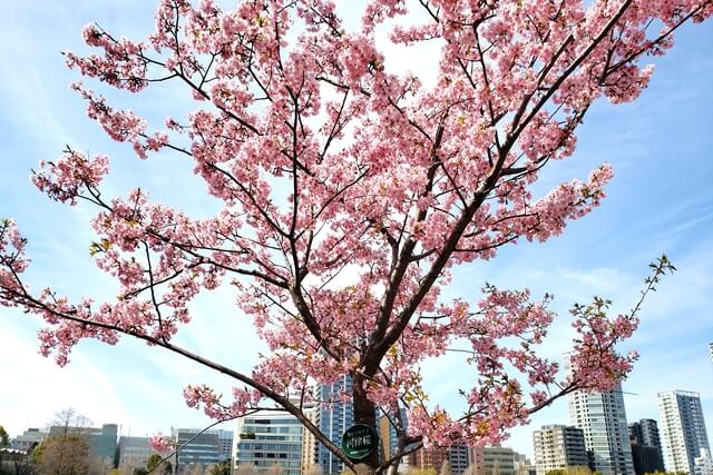 上野公園の不忍池の河津桜
