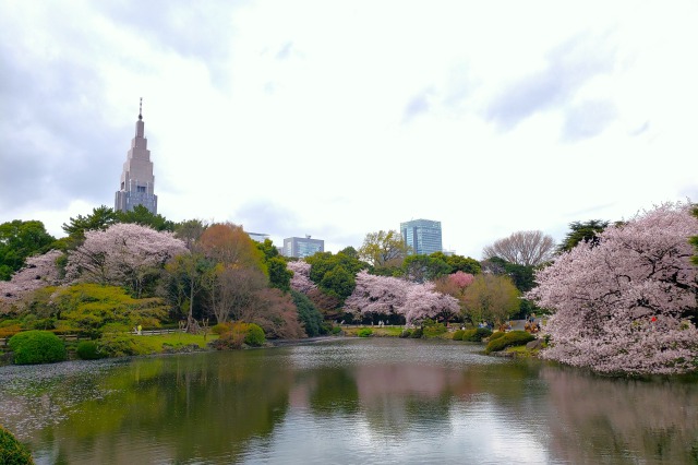 新宿御苑の見どころ｜春はたくさんの桜で園内が桜色に染まります