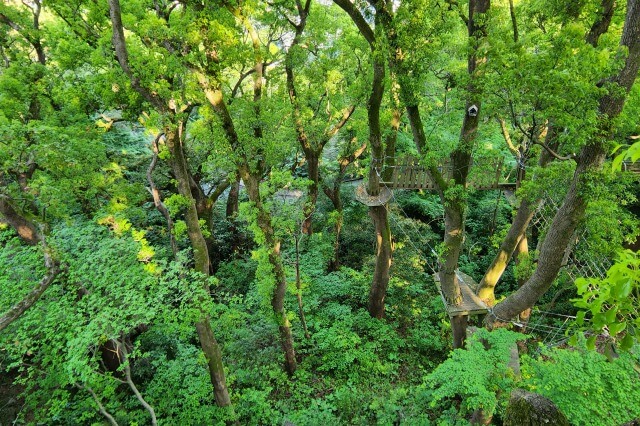 リゾナーレ熱海の森の空中基地「くすくす」の森の空中散歩