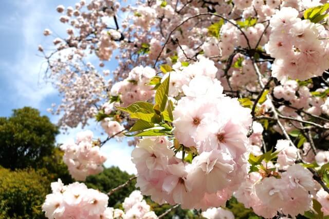 新宿御苑の桜の見頃と開花状況