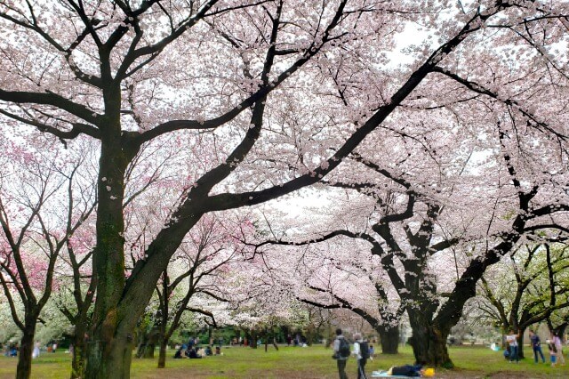 新宿御苑の桜の見どころ｜桜の本数が多い