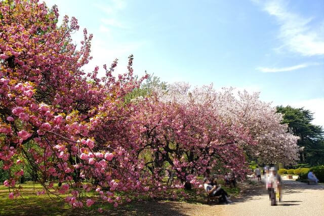 新宿御苑の桜の見どころ｜桜の種類が多い