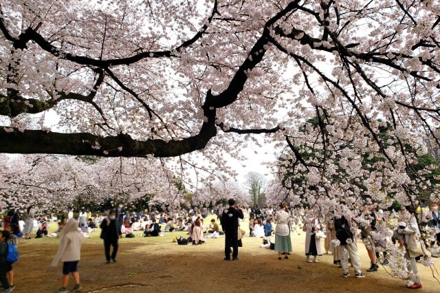 新宿御苑の桜(花見)｜どれくらい混雑するの？