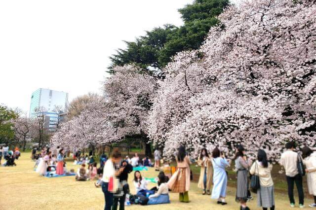 新宿御苑の桜(花見)｜どれくらい混雑するの？