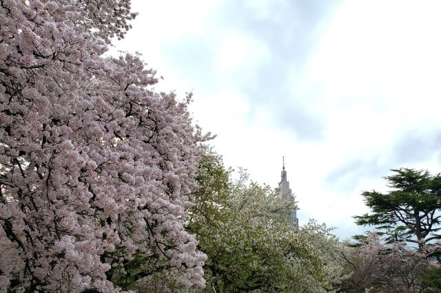 新宿御苑の桜(花見)スポット｜桜園地