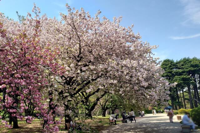 新宿御苑の桜(花見)スポット｜桜園地