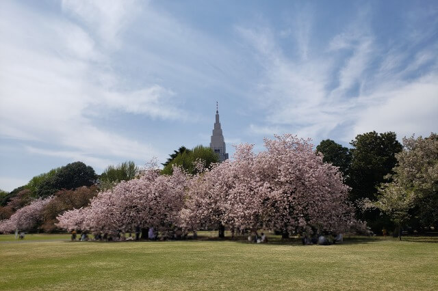 新宿御苑の桜(花見)スポット｜風景式庭園