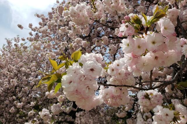 新宿御苑の桜(花見)スポット｜風景式庭園