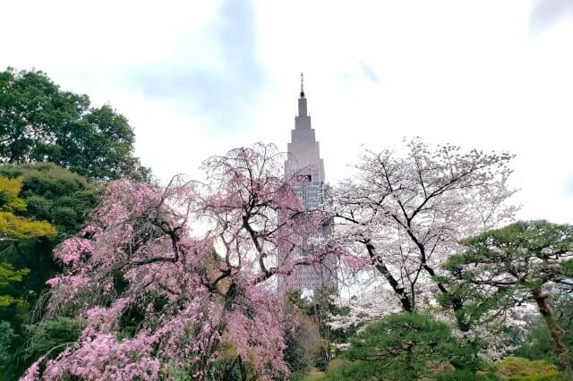 新宿御苑の桜(花見)スポット｜日本庭園
