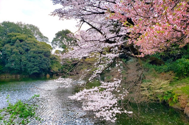 新宿御苑の桜(花見)スポット｜玉藻池