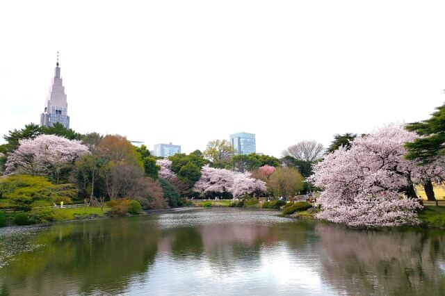 新宿御苑の桜(花見)スポット｜中の池周辺